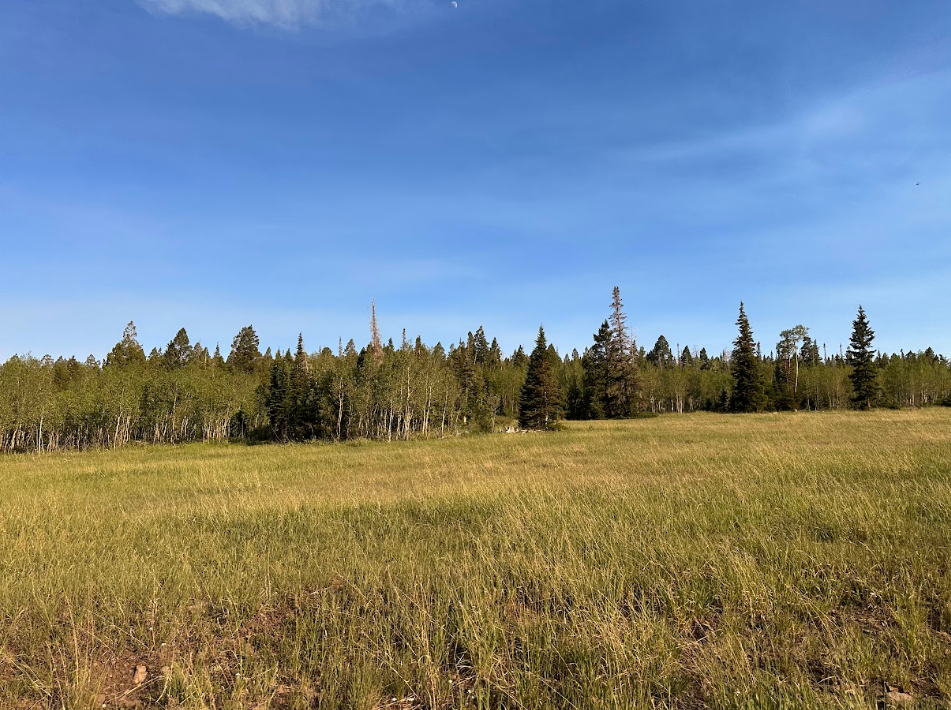 Grassy meadow and forest in the Tushar Mountains